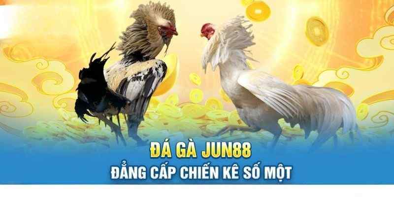 Giới thiệu về loại hình đá gà Mỹ cực cuốn tại Jun88