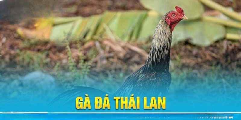 Đôi nét về đá gà Thái Lan tại Jun88